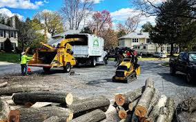 Professional Tree Services in Honey Grove, TX