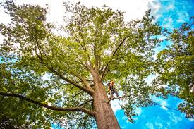 Tree and Shrub Care in Honey Grove, TX